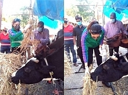 Popular actress saves cows that were to be killed for lack of food