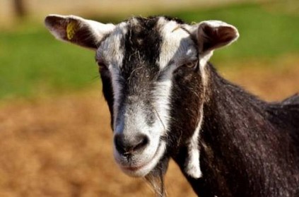 Bihar - Pregnant goat dies after labourer rapes it
