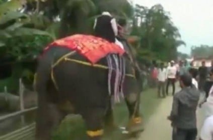 Watch - BJP deputy speaker falls off elephant