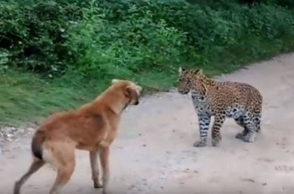 Watch: Leopard cowers against this brave dog