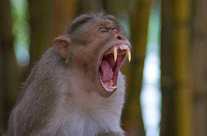 Monkeys stone 72 year old man to death in Uttar Pradesh