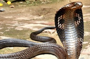 Man bites off snake's head for revenge