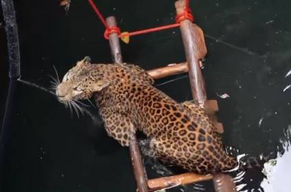7 year old leopard rescued from drowning in a 30 feet well