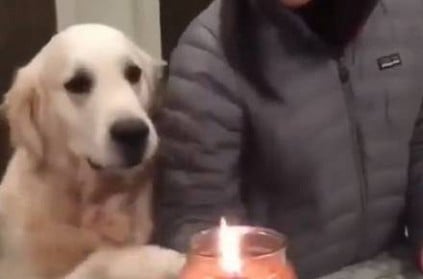Don\'t touch fire it hot, This Dog Video goes Viral