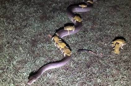 frogs were seen riding the back of a python viral video
