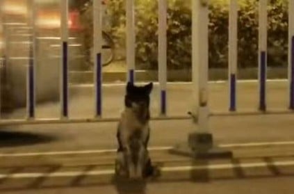 this sincere Dog waits for its Owner whose no more viral video