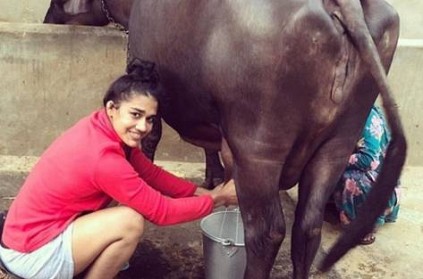 Wrestler Babita Phogat lessons how to milk a cow
