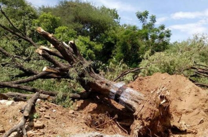 Trees along Thiruvannamalai Girivalam path \'injected with acid\'