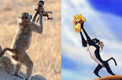 Baboon recreates iconic scene from The Lion King movie