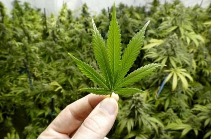 Canada legalises recreational marijuana on Wednesday
