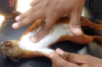 Man performs CPR on electrocuted squirrel, revives it.