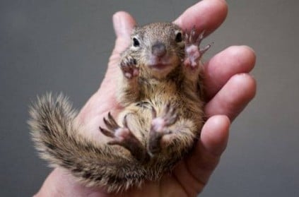 Passengers forced to deboard after woman brings squirrel