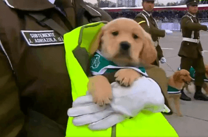 puppies steal the show at military parade in Chile