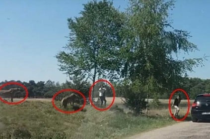 Tourist carrying child runs for life as cheetah chases in Dutch wildlife park