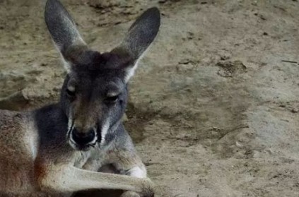 Zoo visitors stone kangaroo to death as it won’t hop