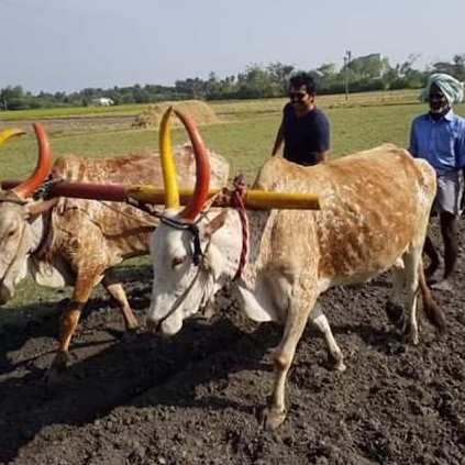 Karthi learns farming and agriculture for Kadaikutty Singam